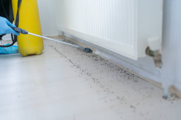 Best Spider Control Near Me  in Stamford, CT